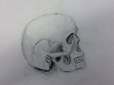 Skull