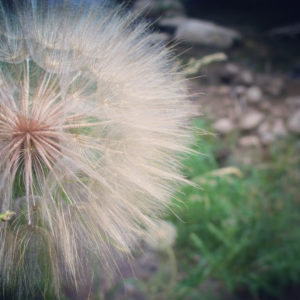 Dandelion